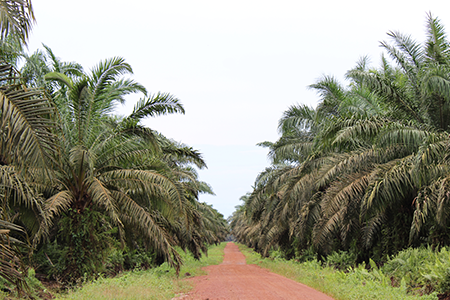 Palm Oil Fields